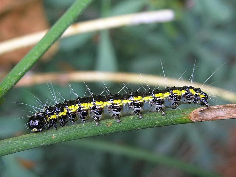 Bruco di Uresiphita gilvata